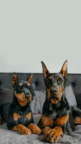 7 Heartwarming Ways to Remember a Beloved Pet