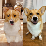Custom Pet Plush