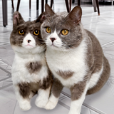 Custom Pet Plush