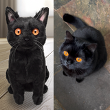 Custom Pet Plush