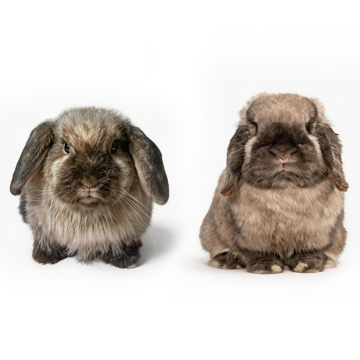 Custom Exotic Pet Plush Replica from Photo | Personalized Small Animal Memorial Gift