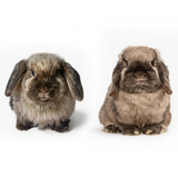 Custom Exotic Pet Plush Replica from Photo | Personalized Small Animal Memorial Gift