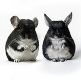 Custom Exotic Pet Plush Replica from Photo | Personalized Small Animal Memorial Gift