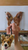 3D Pet Portrait