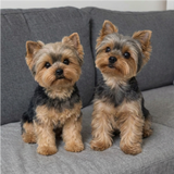 custom pet plush from photo - personalized stuffed animal by Petdaer